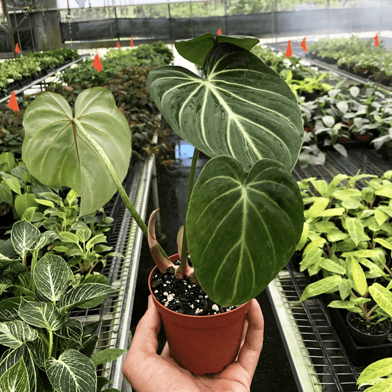 Philodendron Gloriosum 'Zebra' Questions & Answers