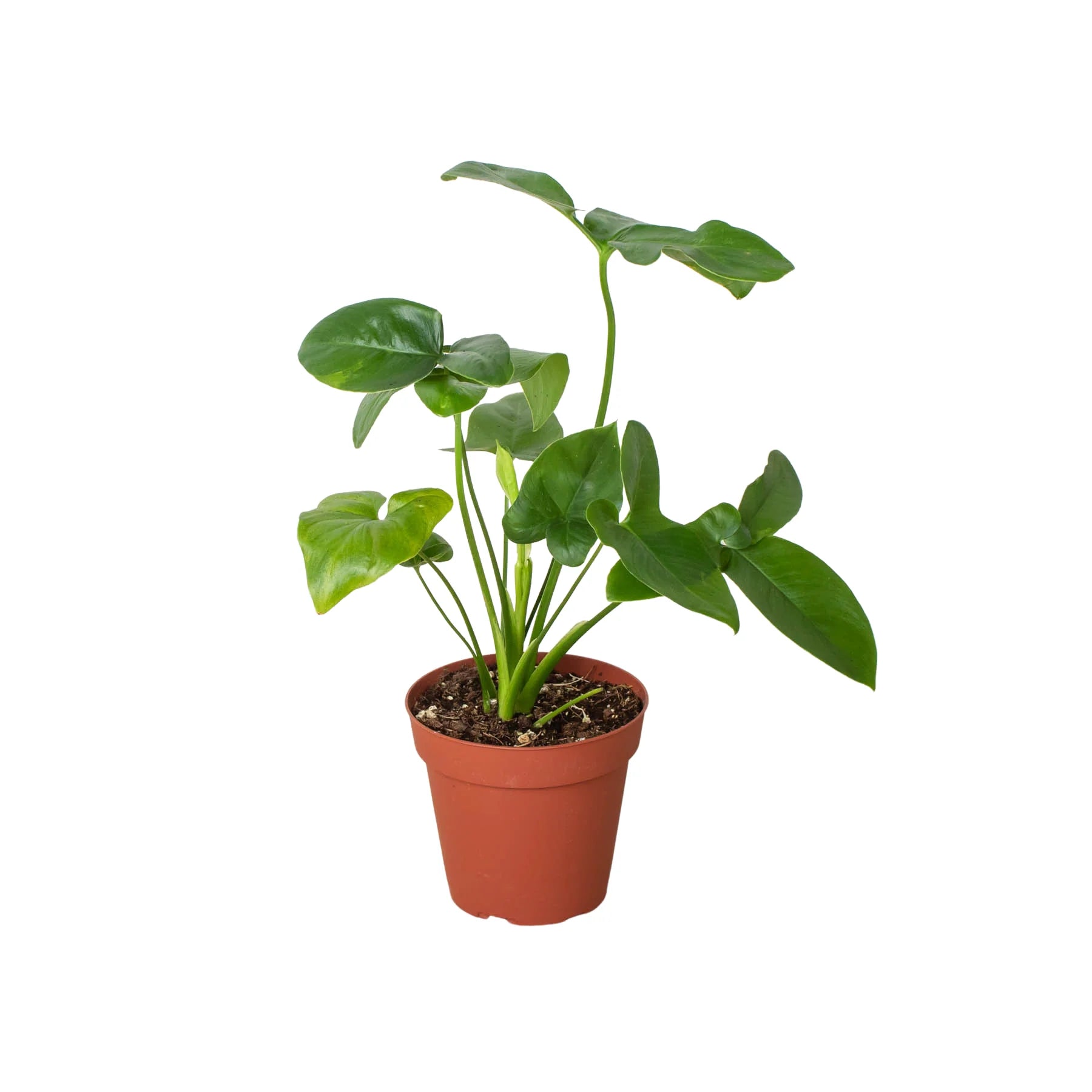 Philodendron 'Goeldii' Questions & Answers