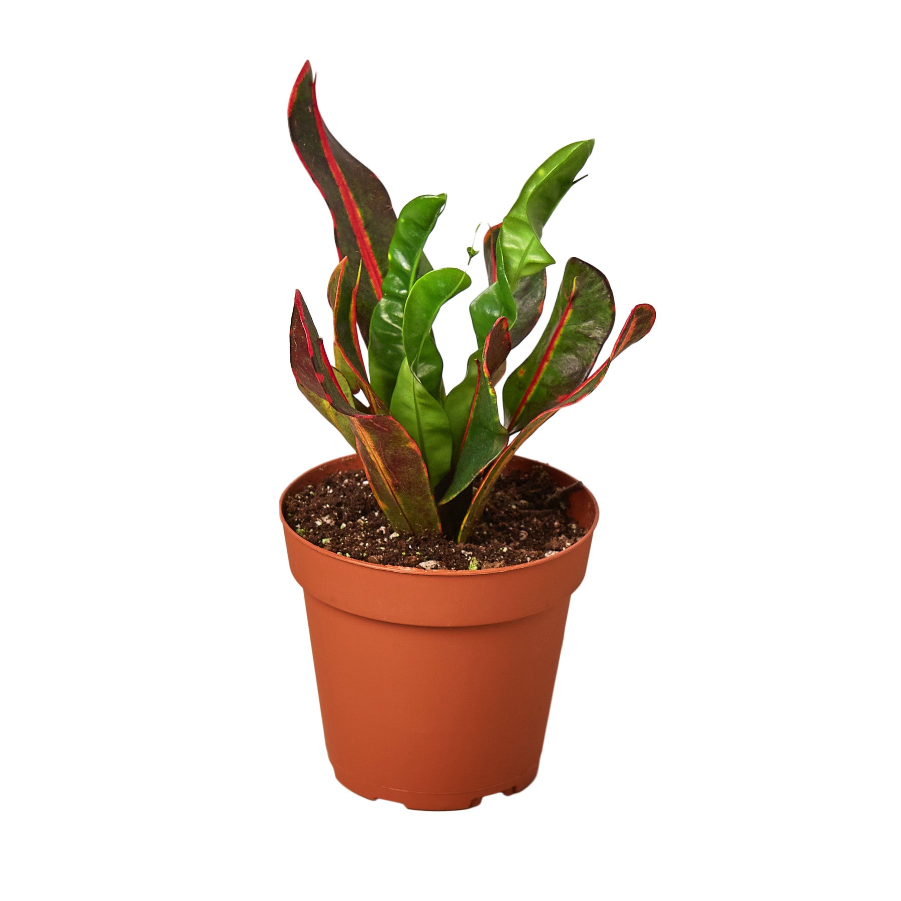 Croton 'Mammy' Questions & Answers