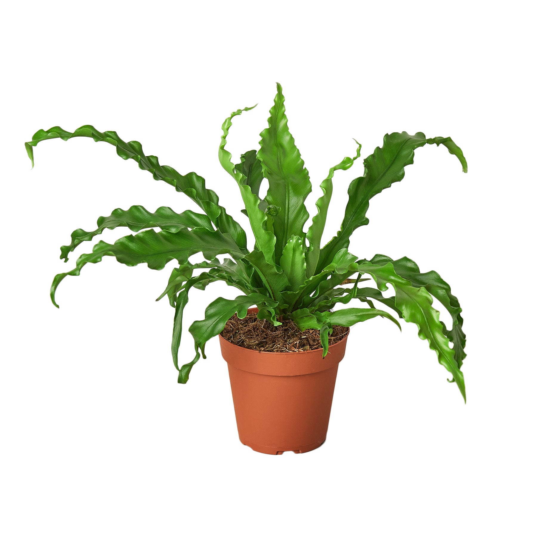 Bird’s Nest 'Victoria' Fern Questions & Answers