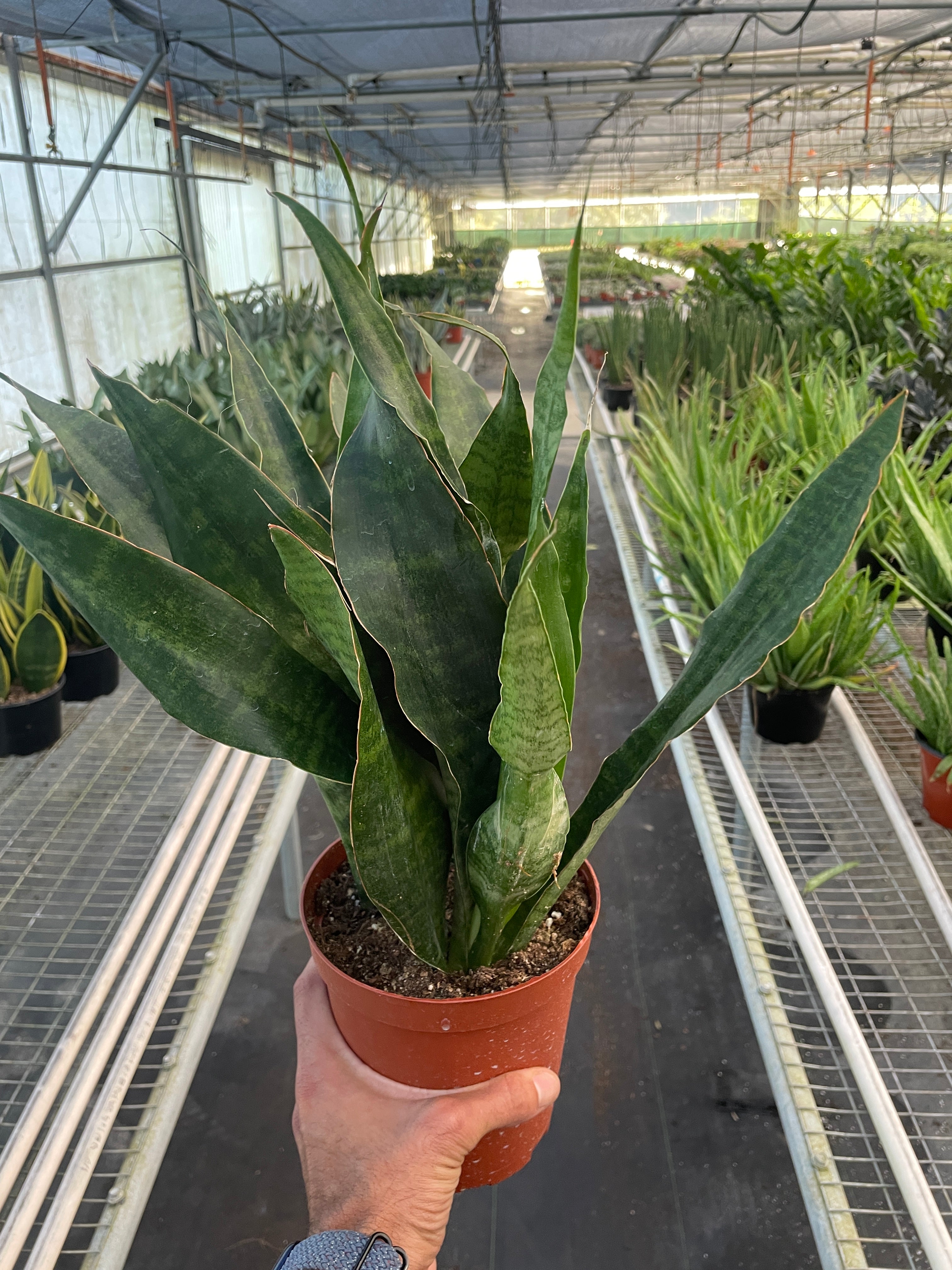 Snake Plant 'Jaboa' Questions & Answers