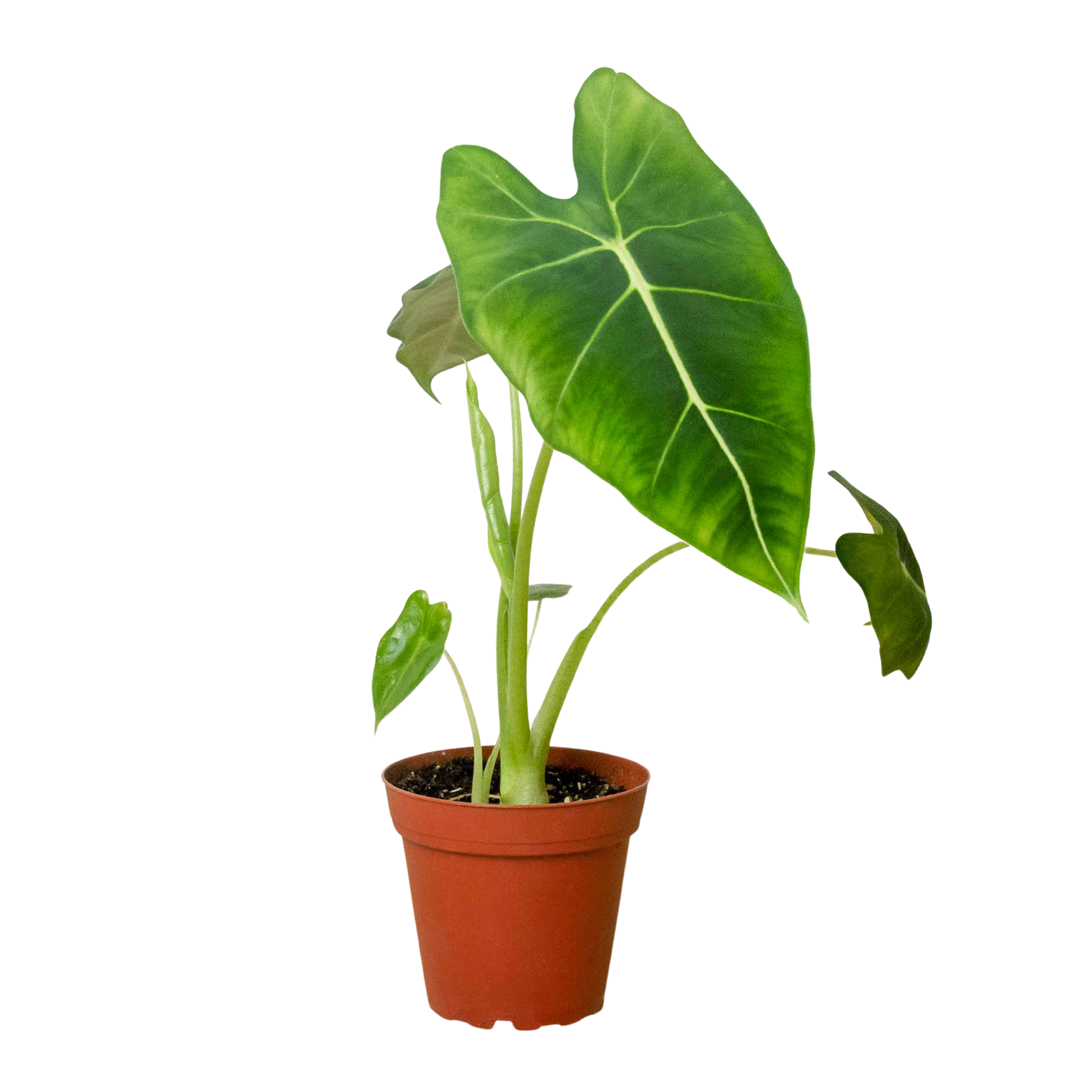 Alocasia Micholitziana 'Frydek' Questions & Answers