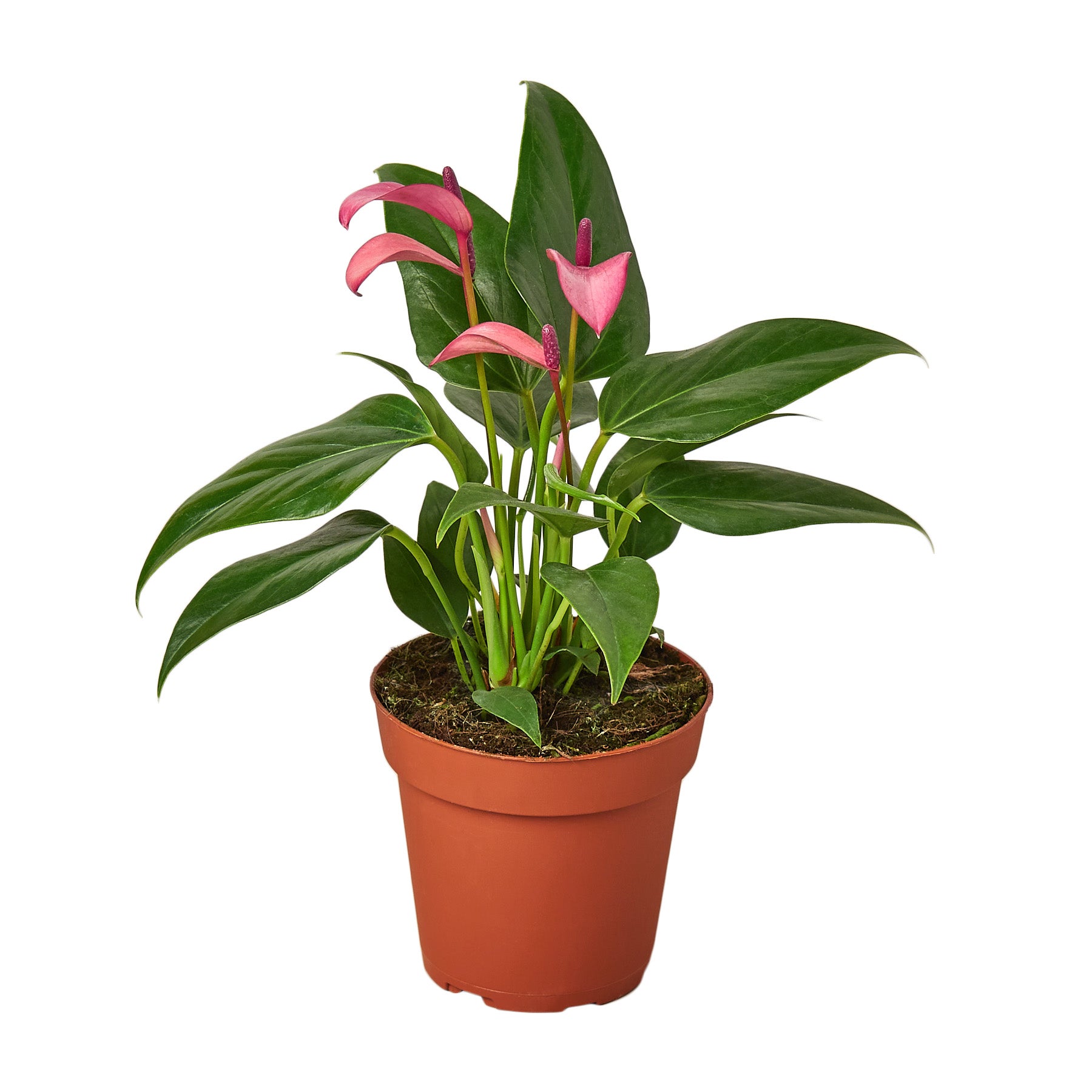 Anthurium 'Purple' Questions & Answers