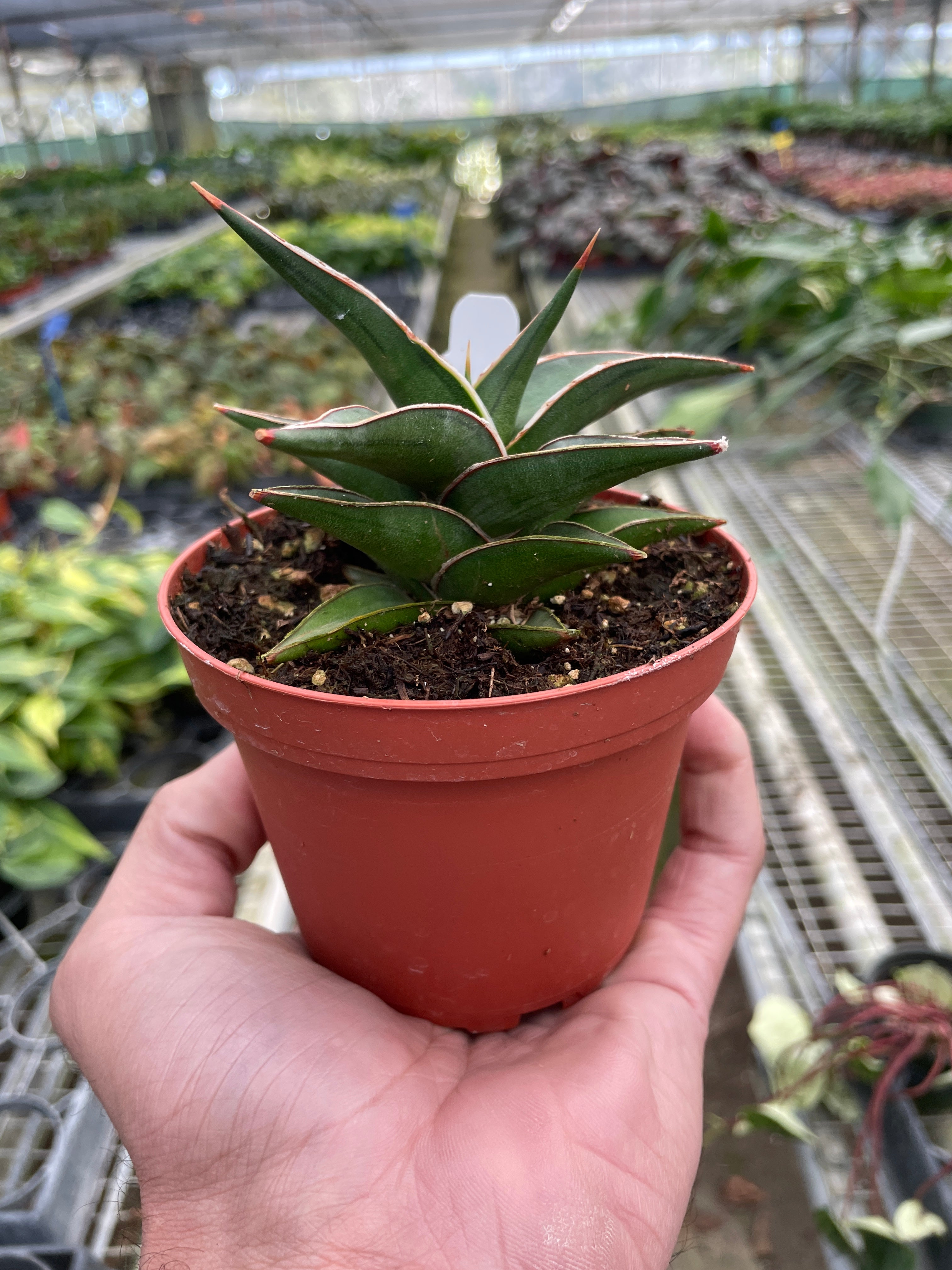 How big does the Lavranos Snake Plant get?