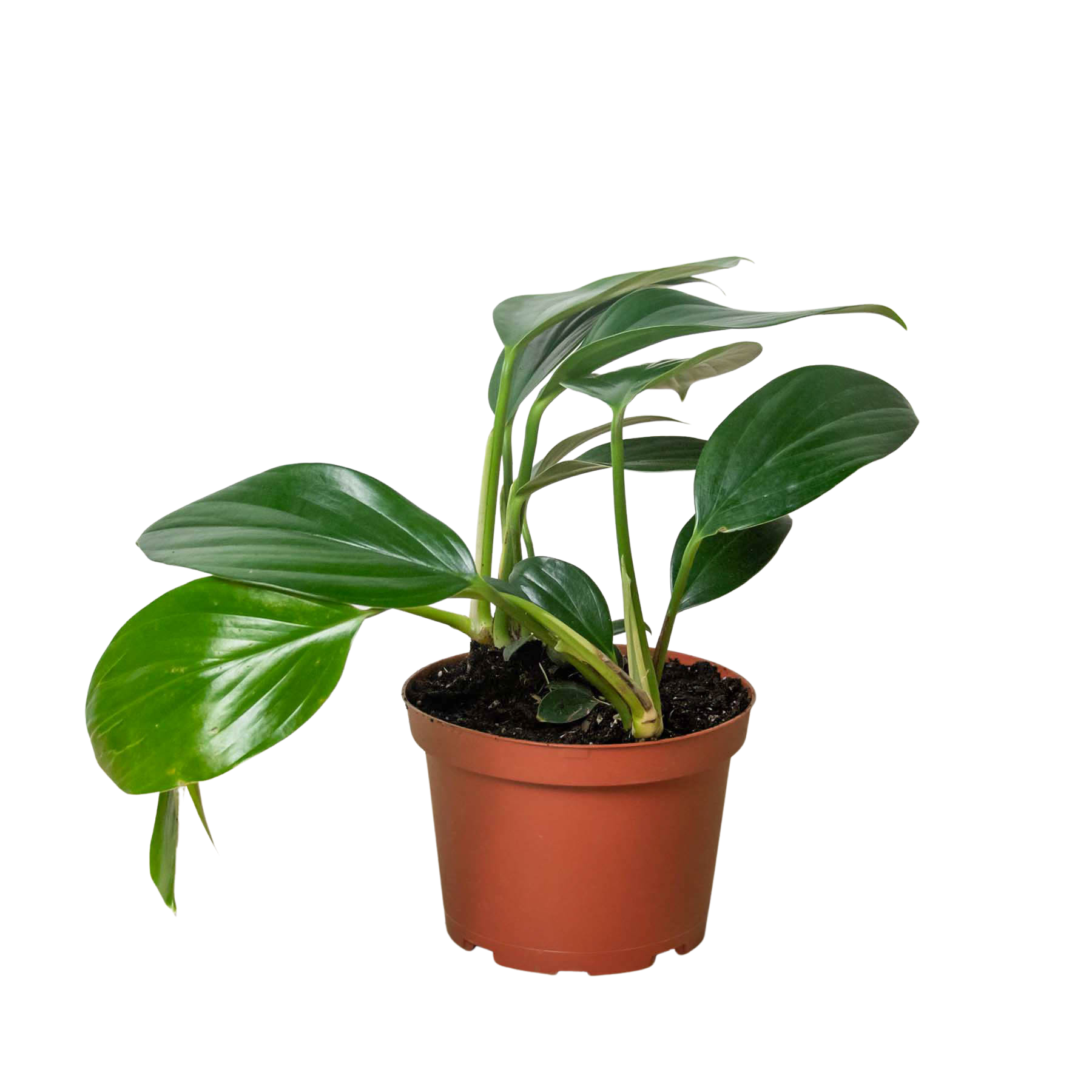 Philodendron 'Dragon Tail' Questions & Answers