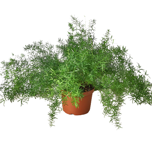 Fern 'Sprengeri' Questions & Answers