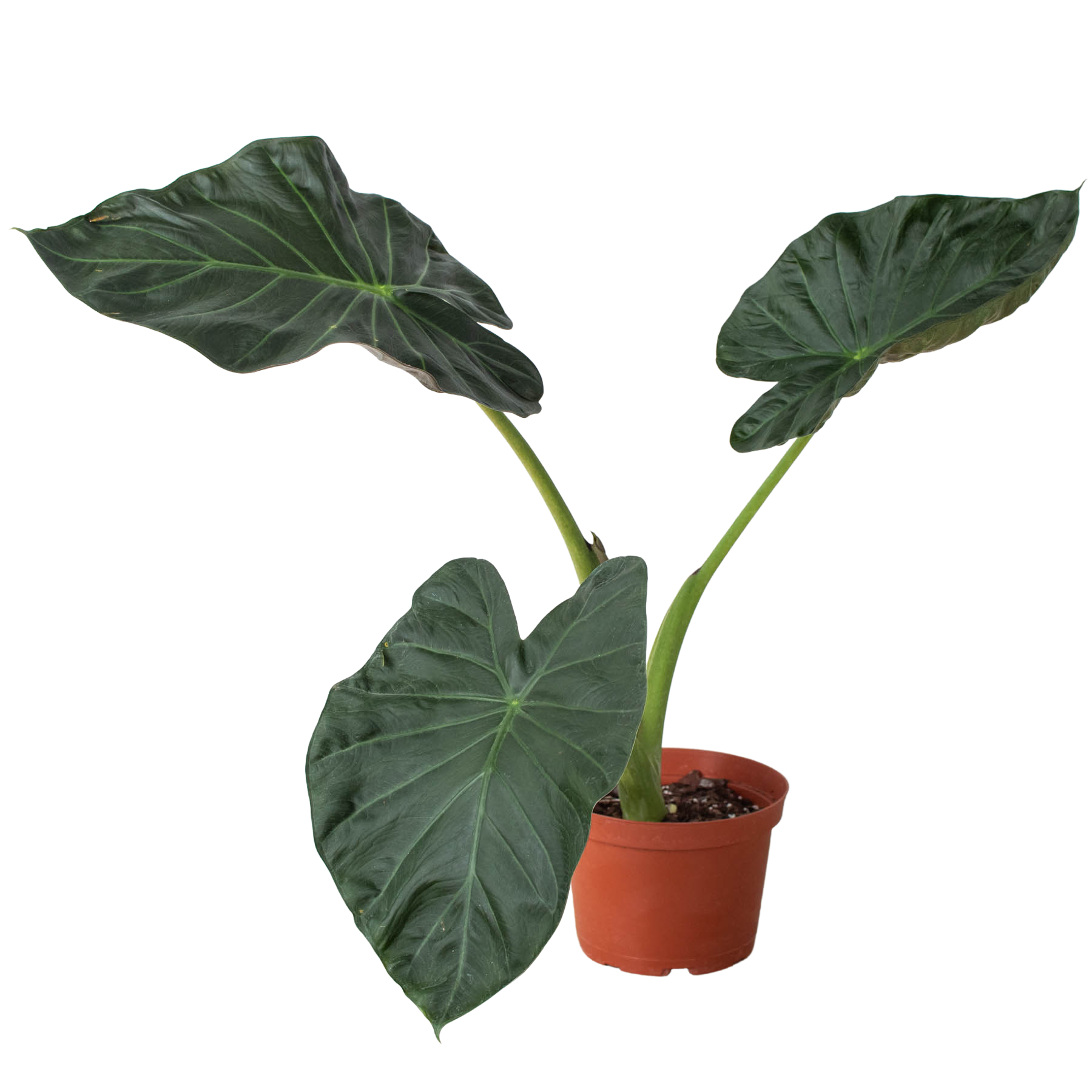 Alocasia 'Regal Shields' Questions & Answers