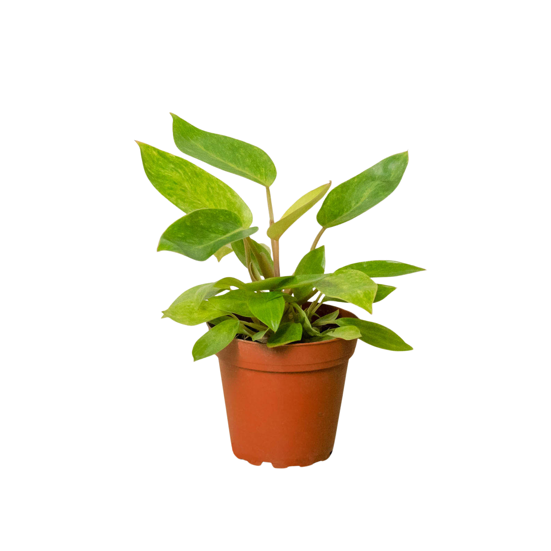 Philodendron 'Painted Lady' Questions & Answers