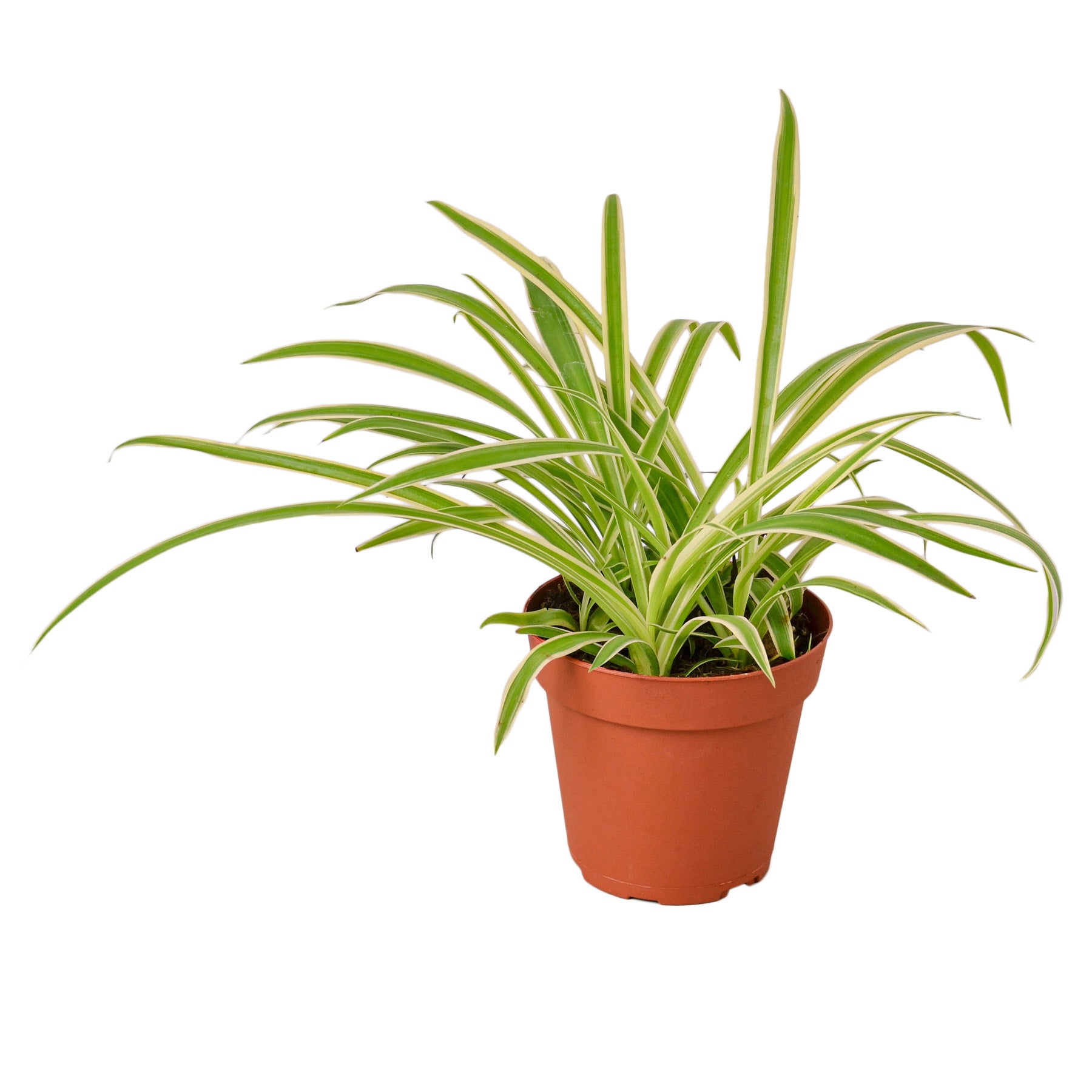 Spider Plant 'Reverse' - Chlorophytum comosum Questions & Answers