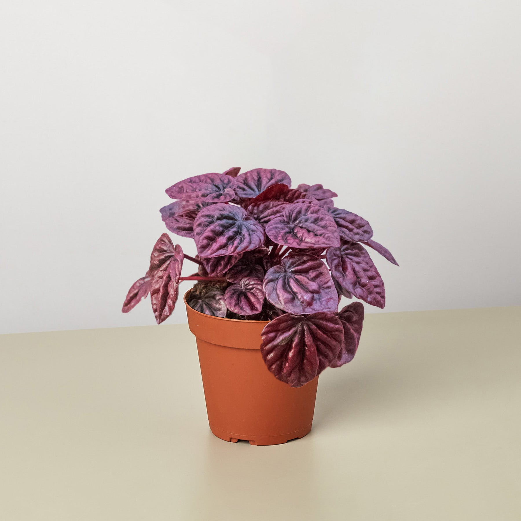 Peperomia 'Ripple Red' Questions & Answers