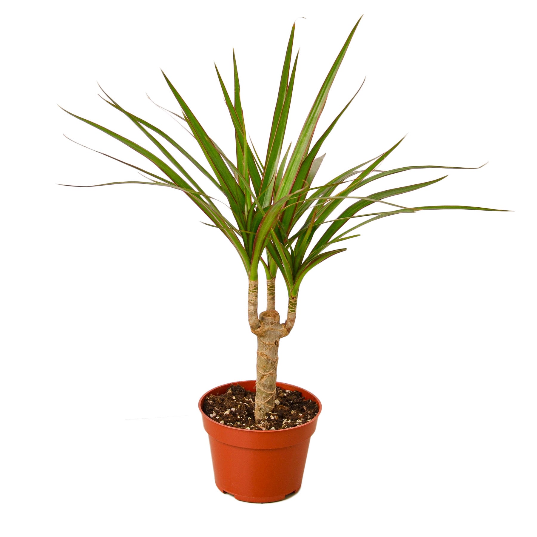 Dracaena Marginata Cane Questions & Answers
