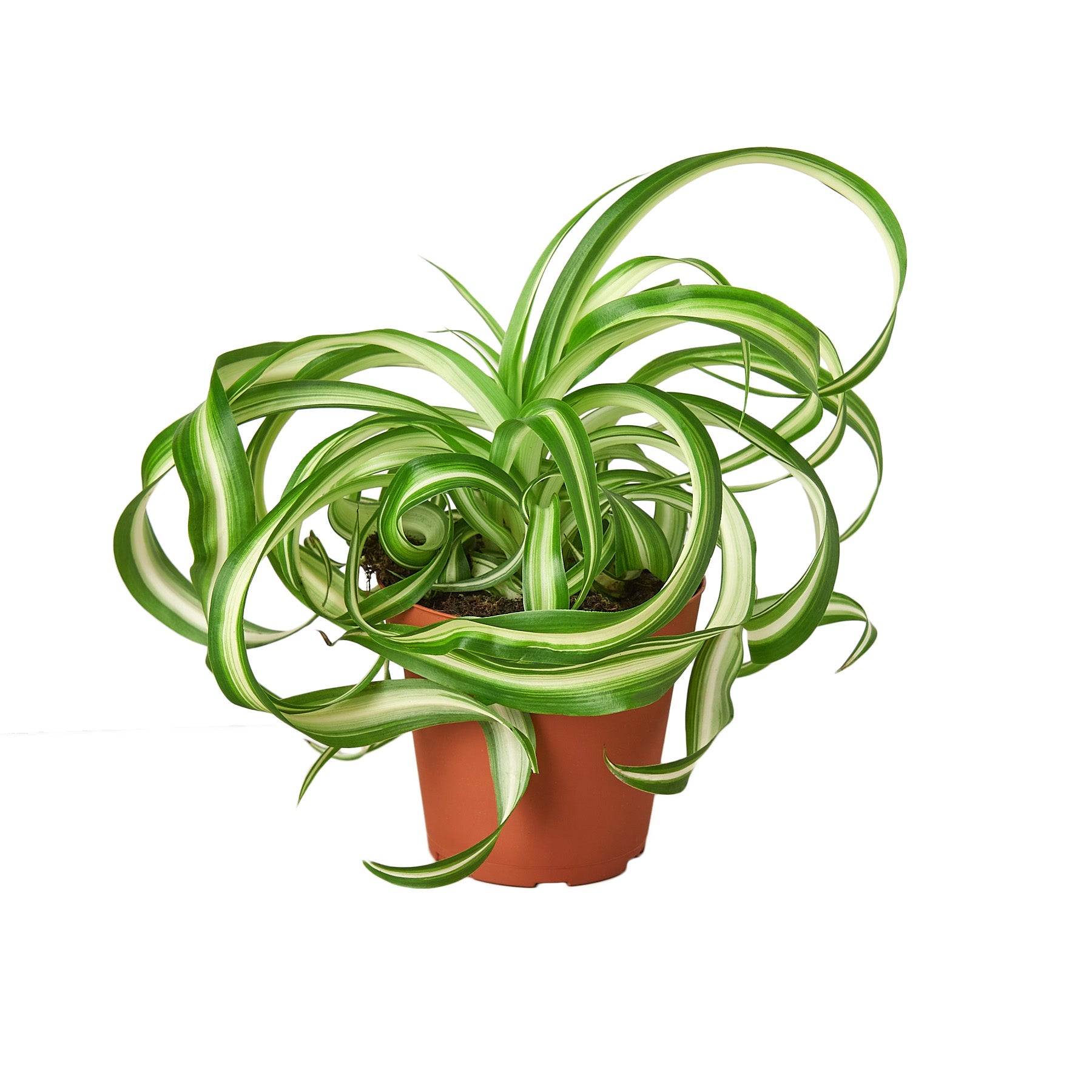 Spider Plant 'Bonnie' - Chlorophytum comosum Questions & Answers