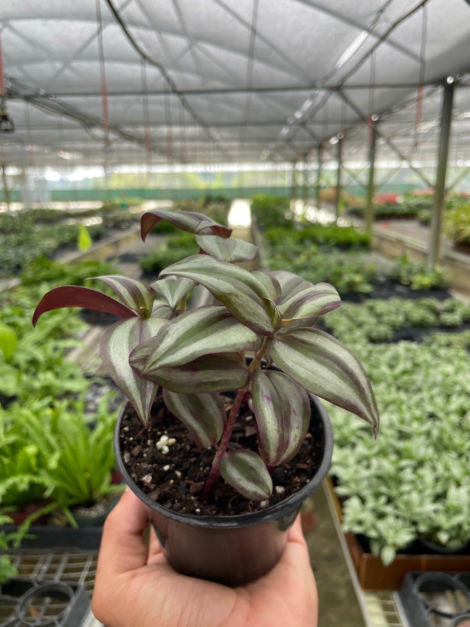 Tradescantia Zebrina 'Wandering Dude' Questions & Answers