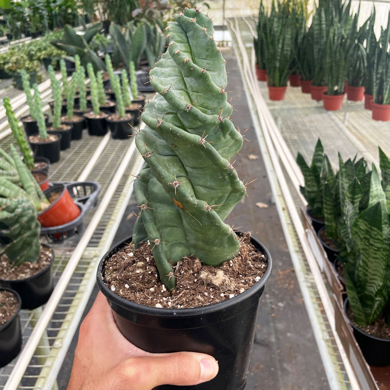 Cereus forbesii 'Spiralis' Questions & Answers