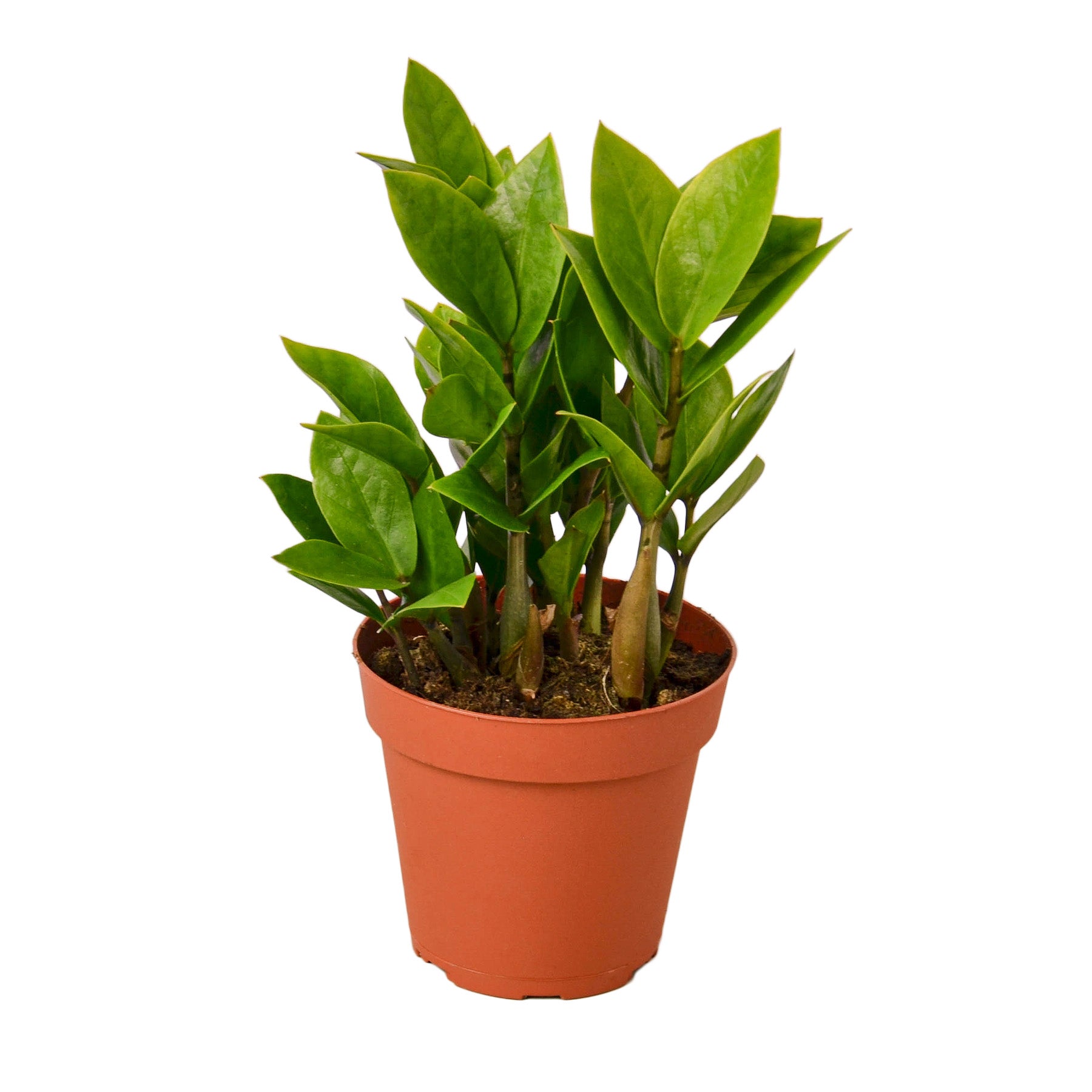 ZZ Plant - Zamioculcas zamiifolia Questions & Answers