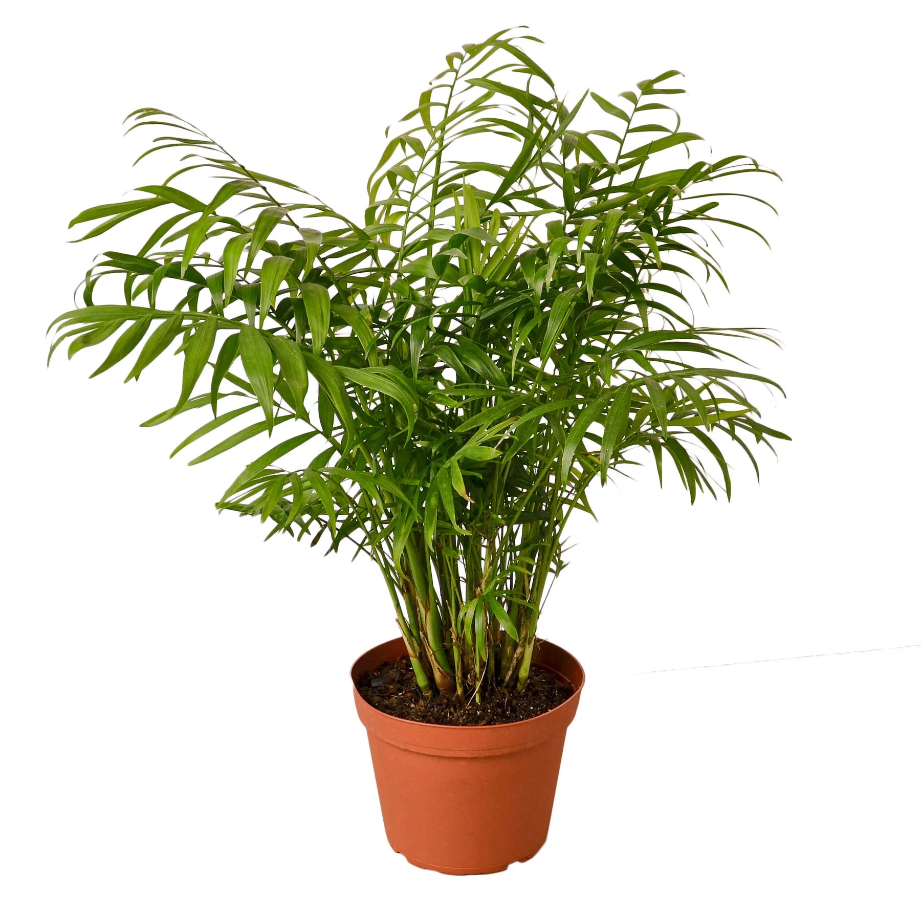 Parlor Palm - Chamaedorea elegans Questions & Answers