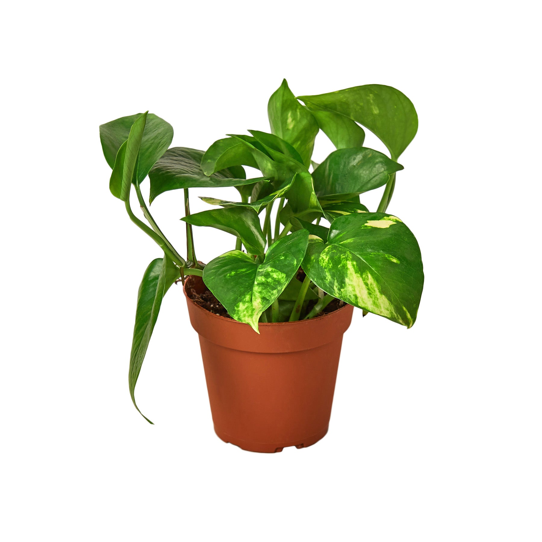Pothos 'Golden' Questions & Answers