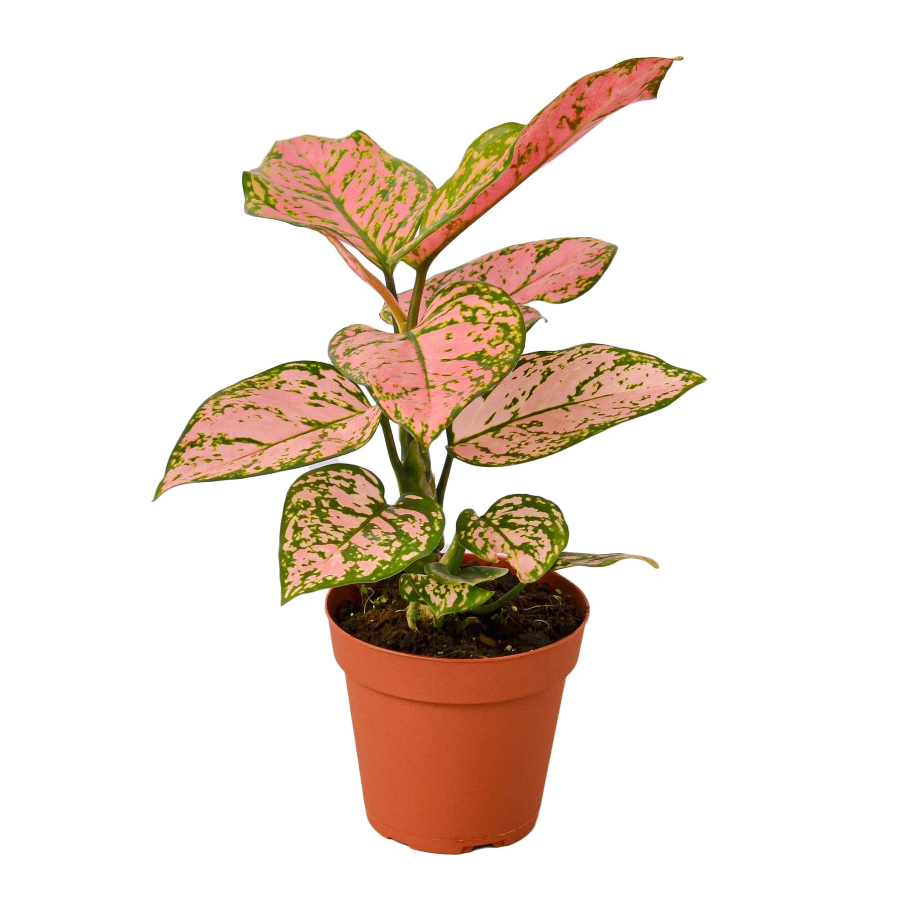 Chinese Evergreen 'Lady Valentine' Questions & Answers