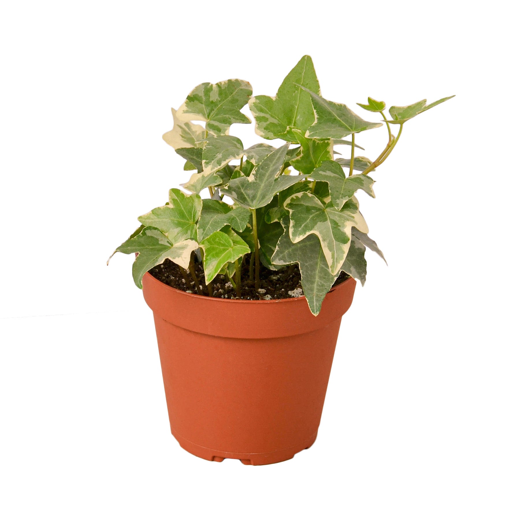 English Ivy 'Glacier' Questions & Answers