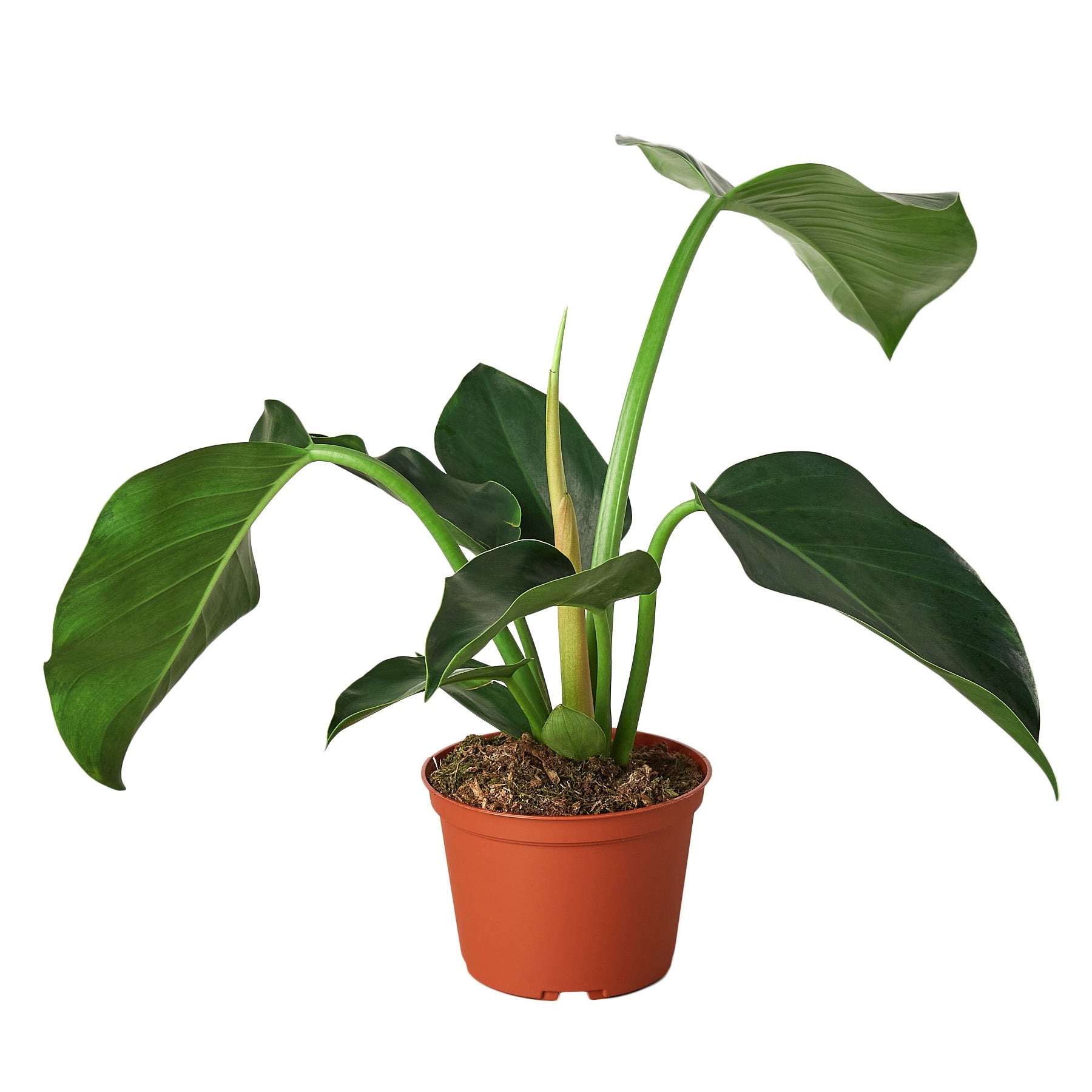 Philodendron 'Congo Green' Questions & Answers