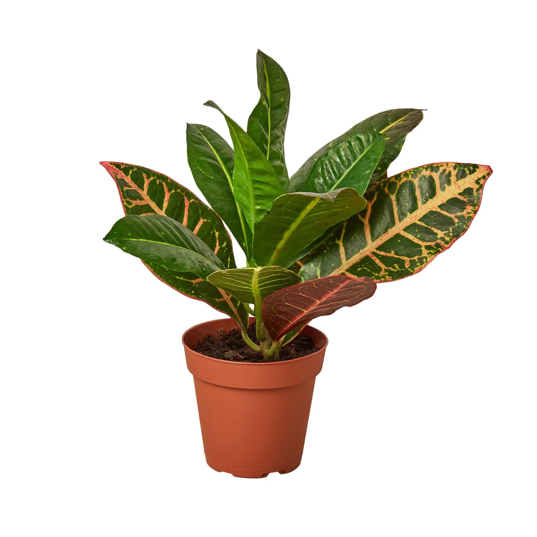 Croton Petra 'Joseph's Coat' Questions & Answers