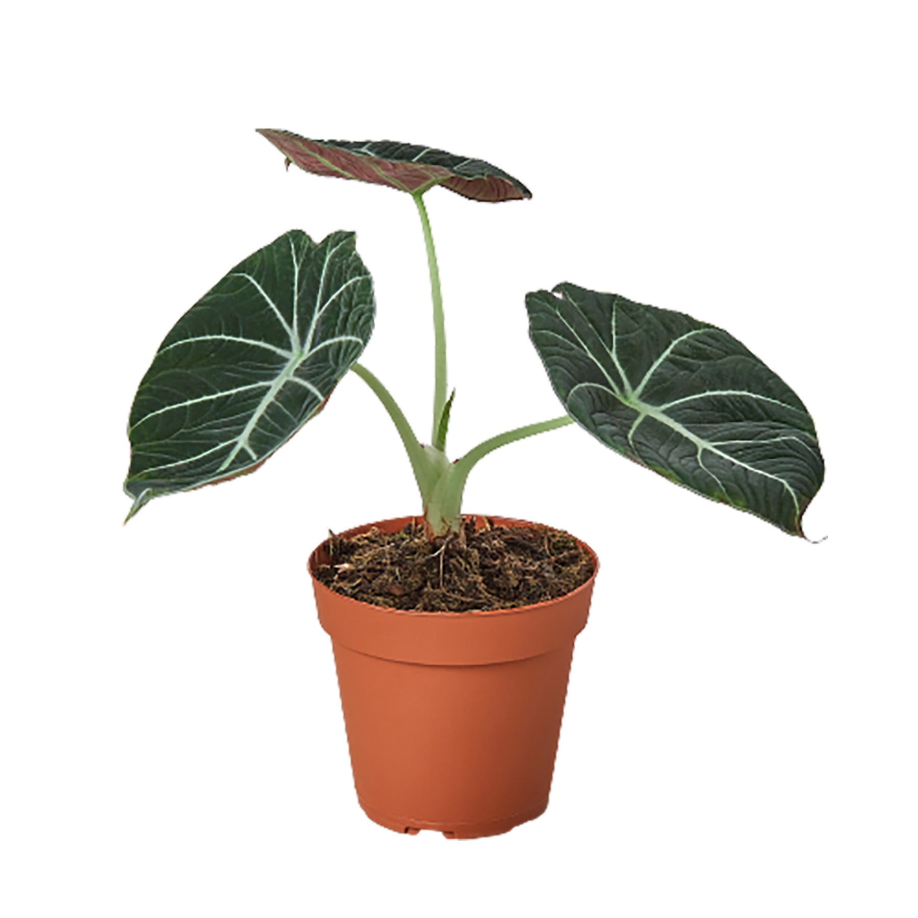 Alocasia Reginula 'Black Velvet' Questions & Answers