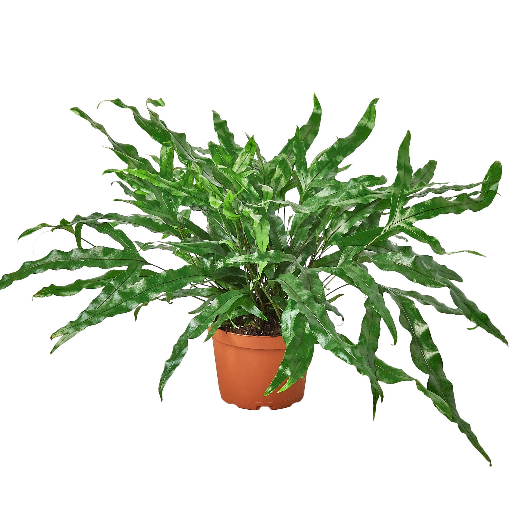 Fern 'Kangaroo Paw' Questions & Answers