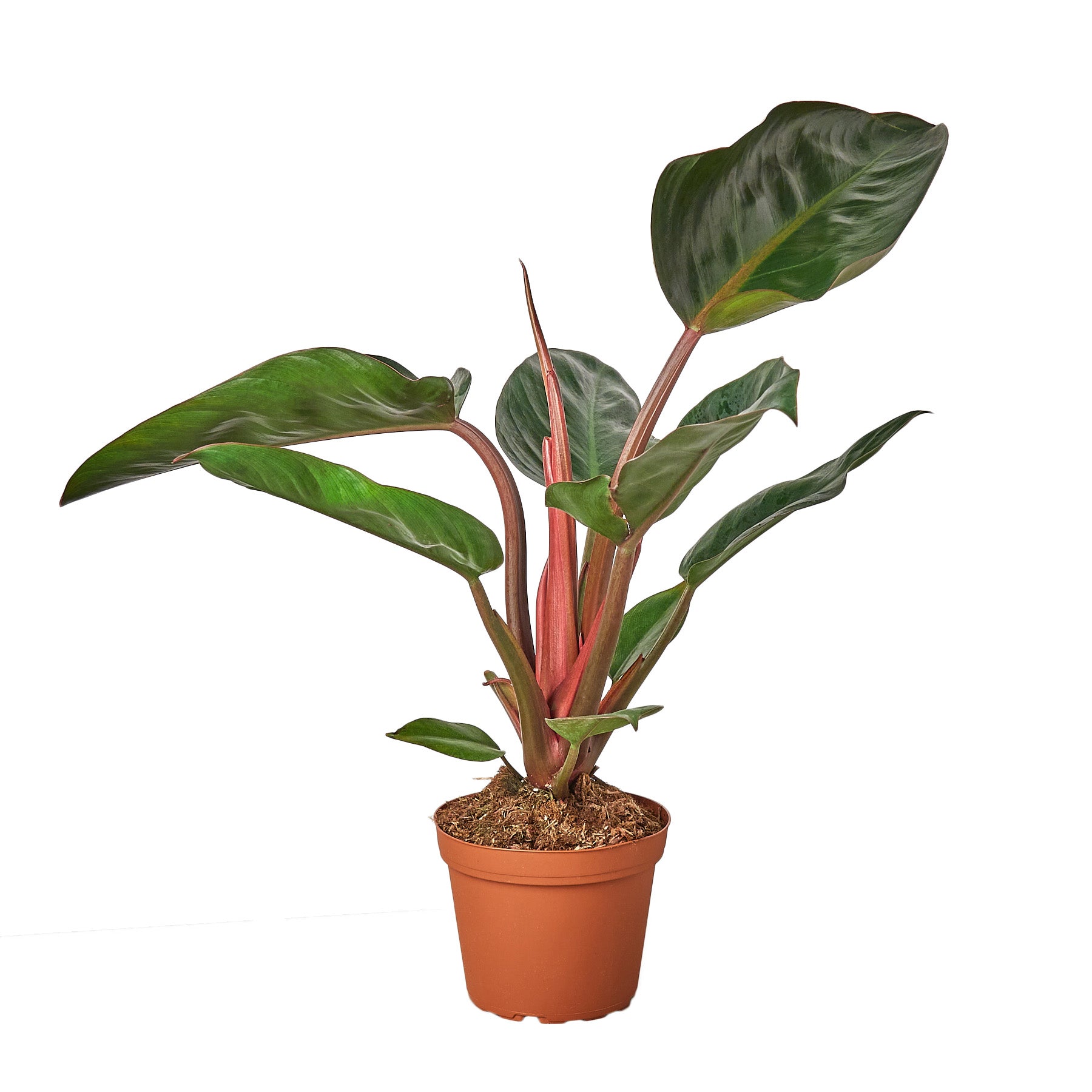 Philodendron 'Congo Rojo' Questions & Answers