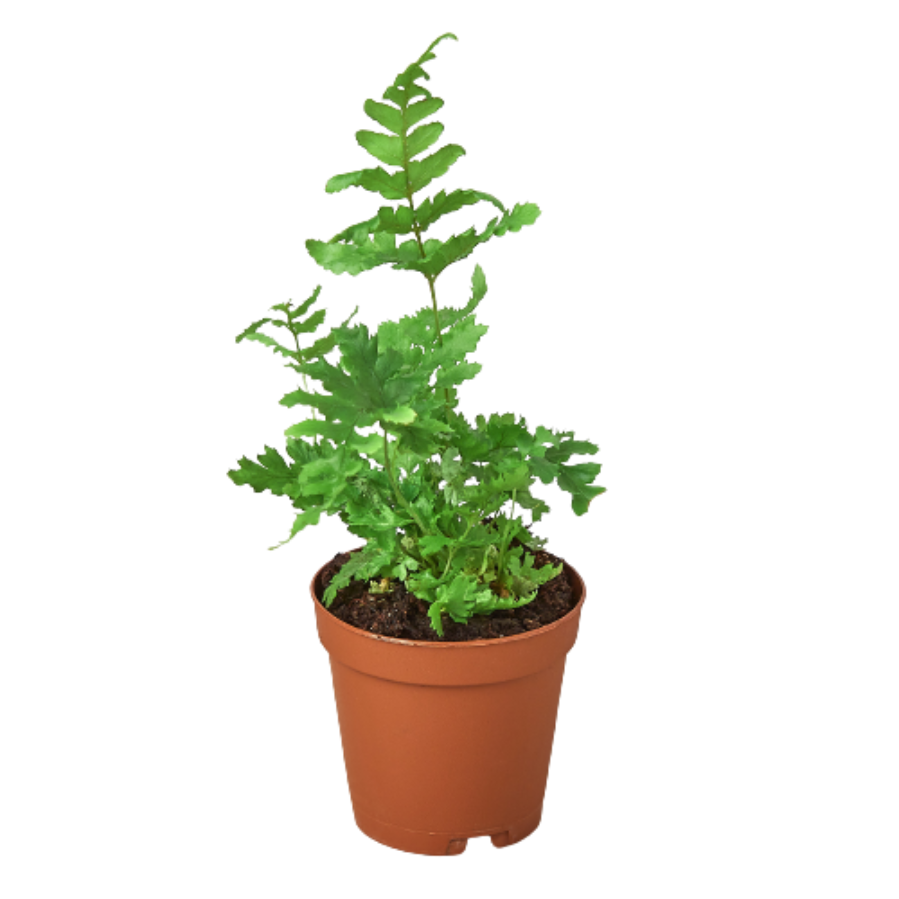 Dryopteris erythrosora - Autumn Fern Questions & Answers
