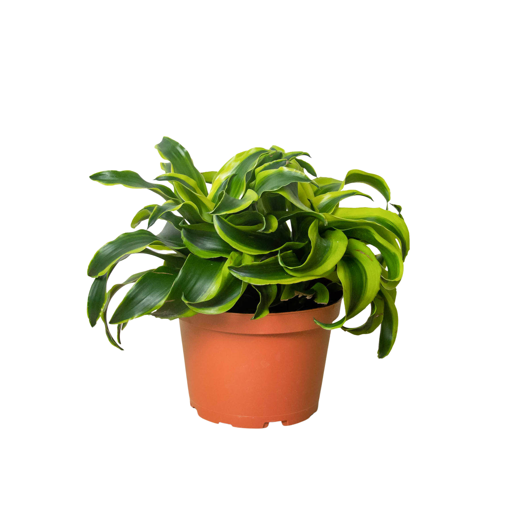 Dracaena 'Tornado' Questions & Answers