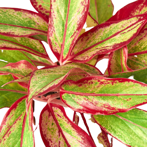 Chinese Evergreen 'Red Siam' - Aglaonema Questions & Answers