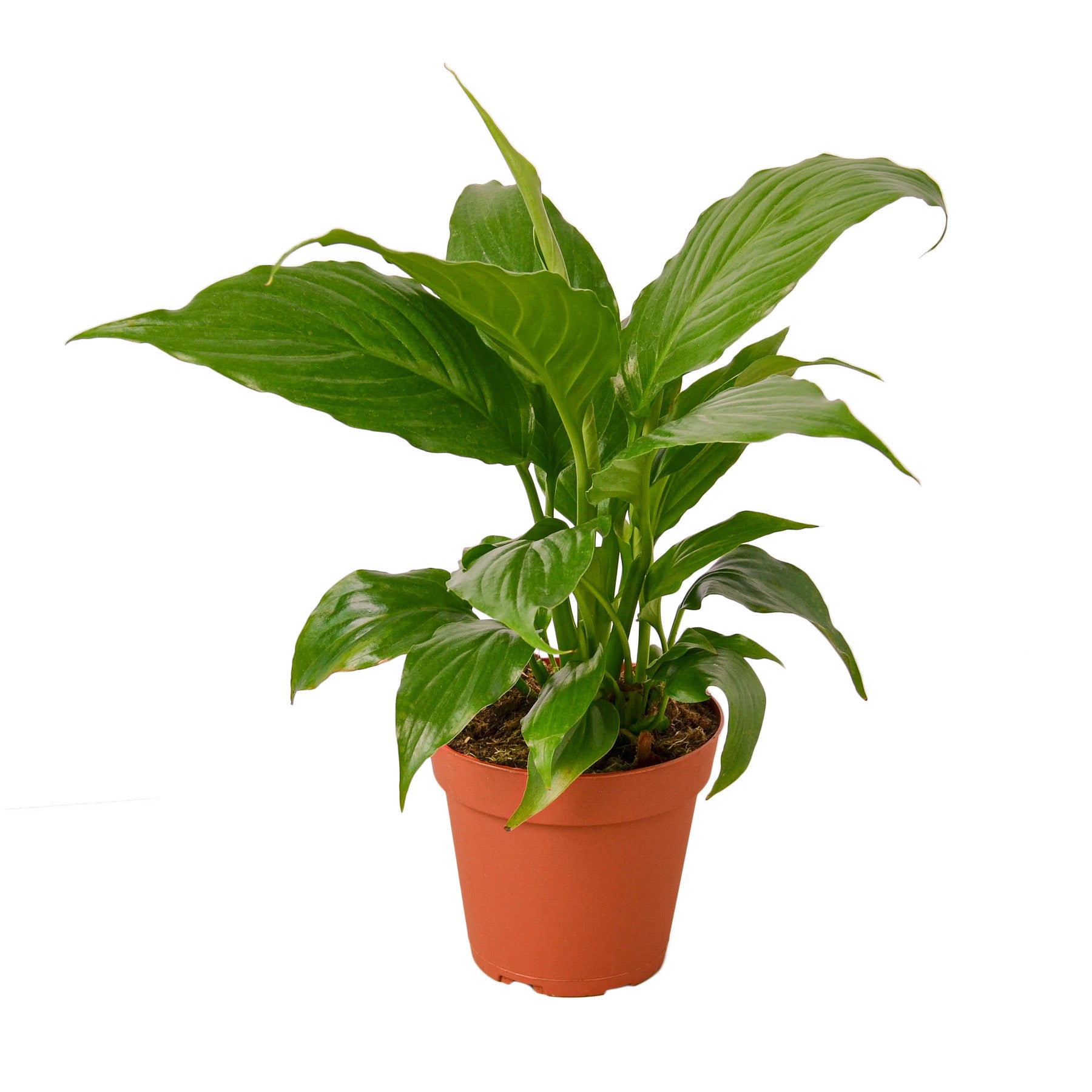 Spathiphyllum 'Peace Lily' Questions & Answers