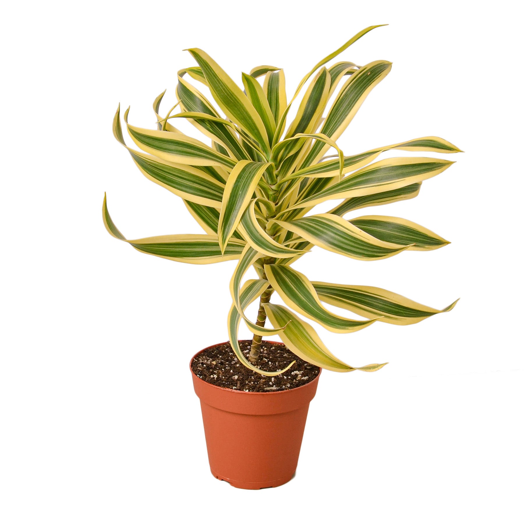 Dracaena 'Song of India' Questions & Answers