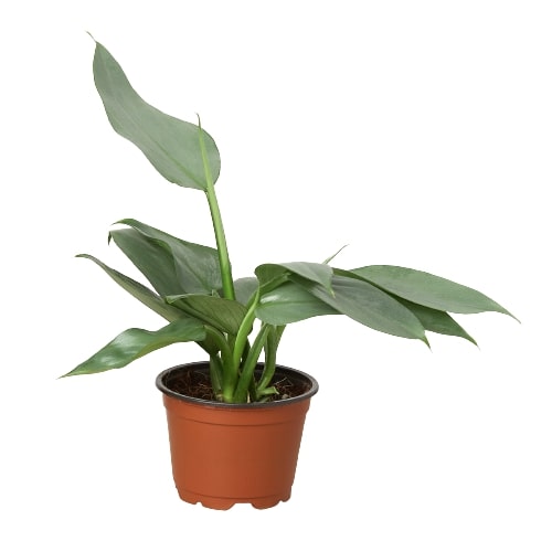 Philodendron 'Silver Sword' Questions & Answers
