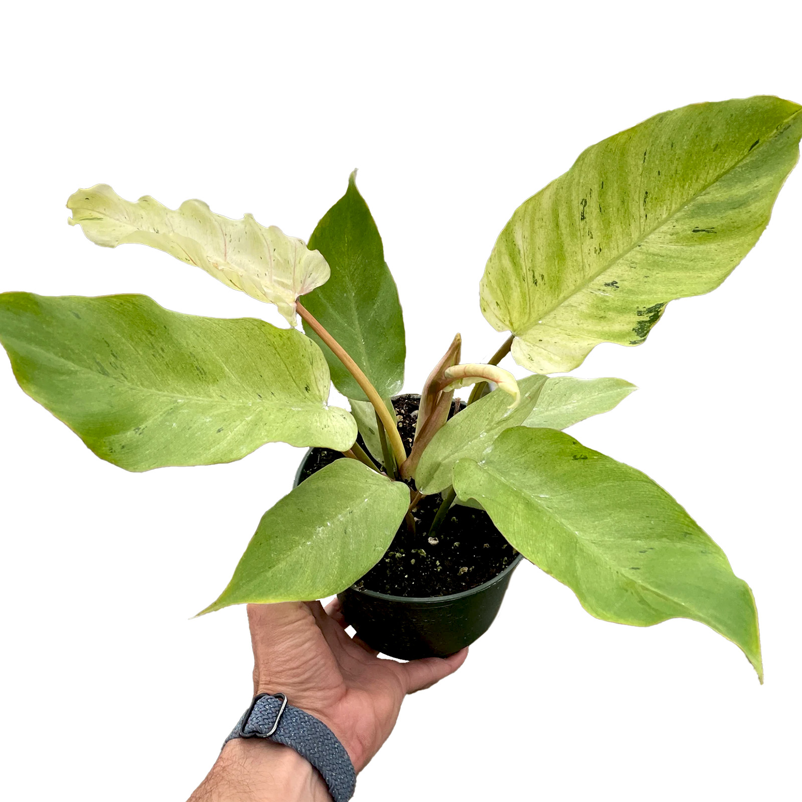 Philodendron 'Snowdrift' Questions & Answers