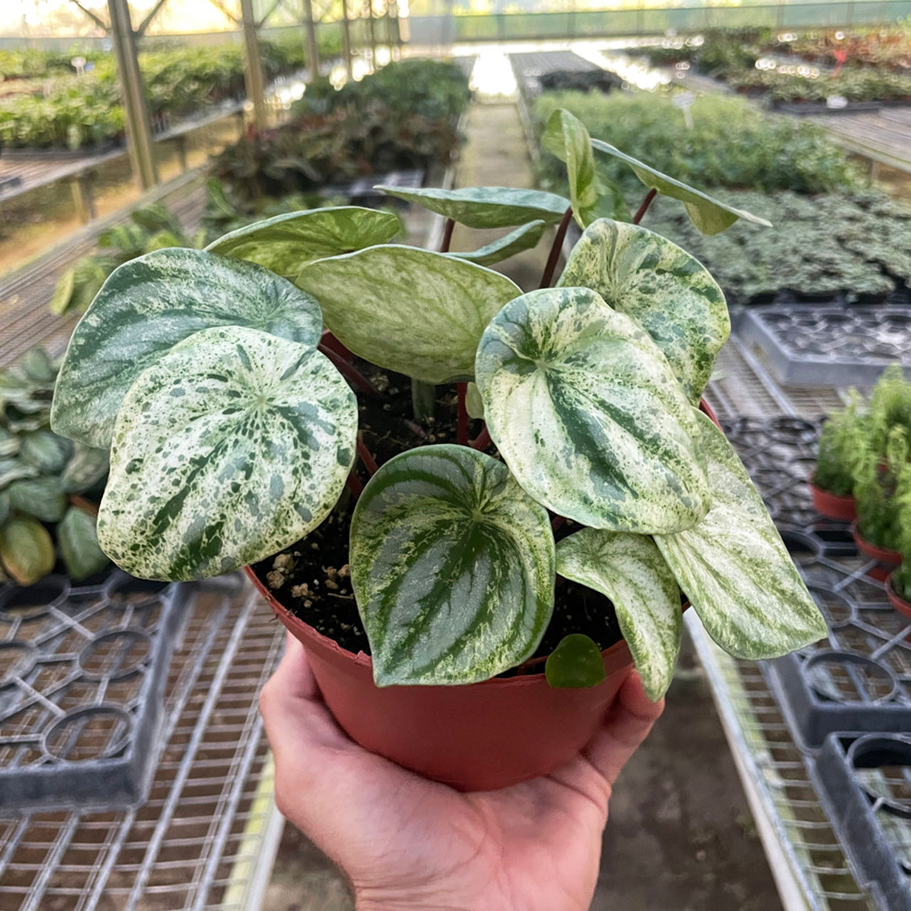 Peperomia 'Watermelon Variegated' Questions & Answers
