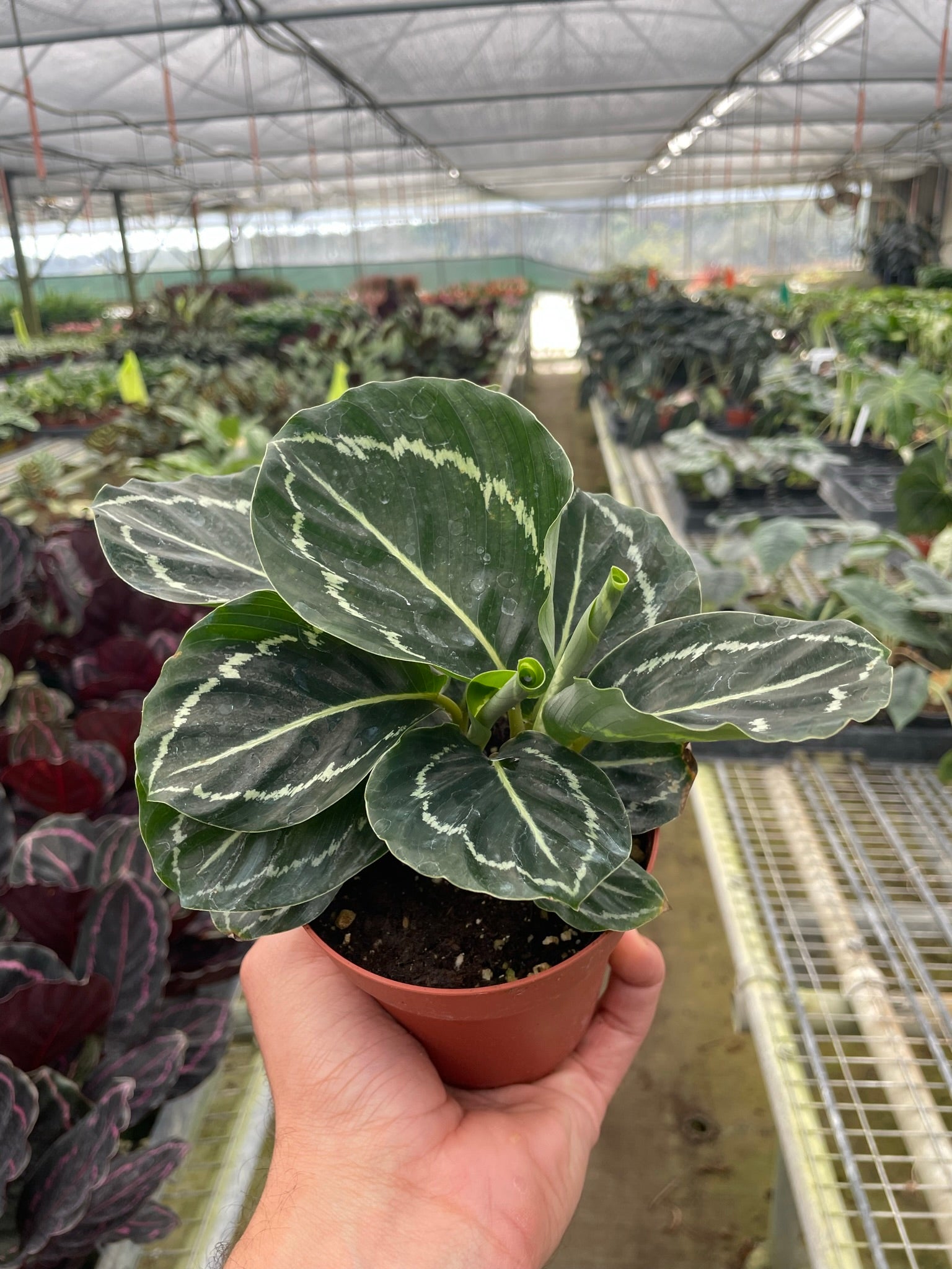 Calathea 'Green Goddess' Questions & Answers
