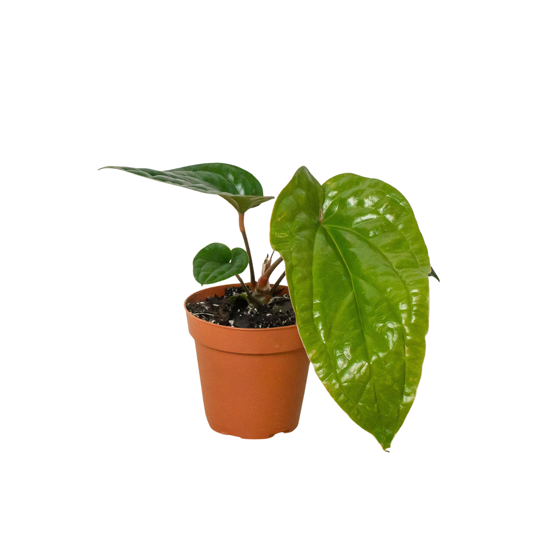 Anthurium 'Radicans x Luxurians' Questions & Answers