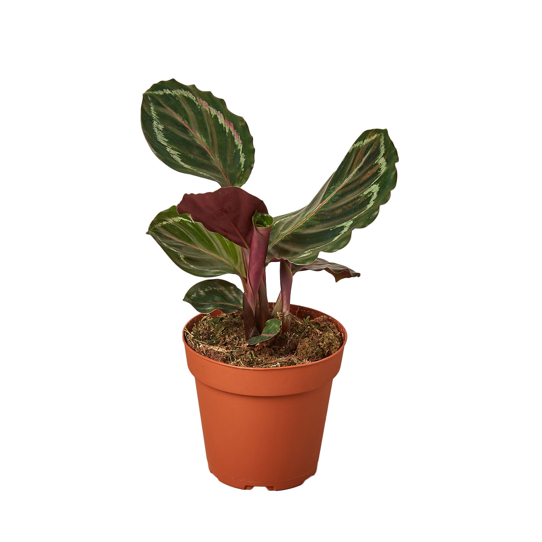 Calathea Roseopicta 'Medallion' Questions & Answers