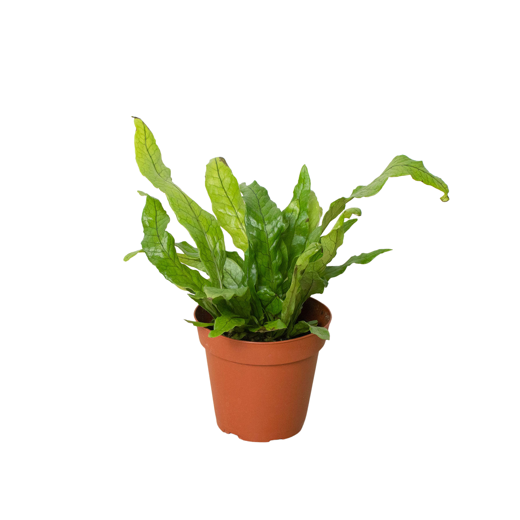 Fern 'Crocodile' Questions & Answers