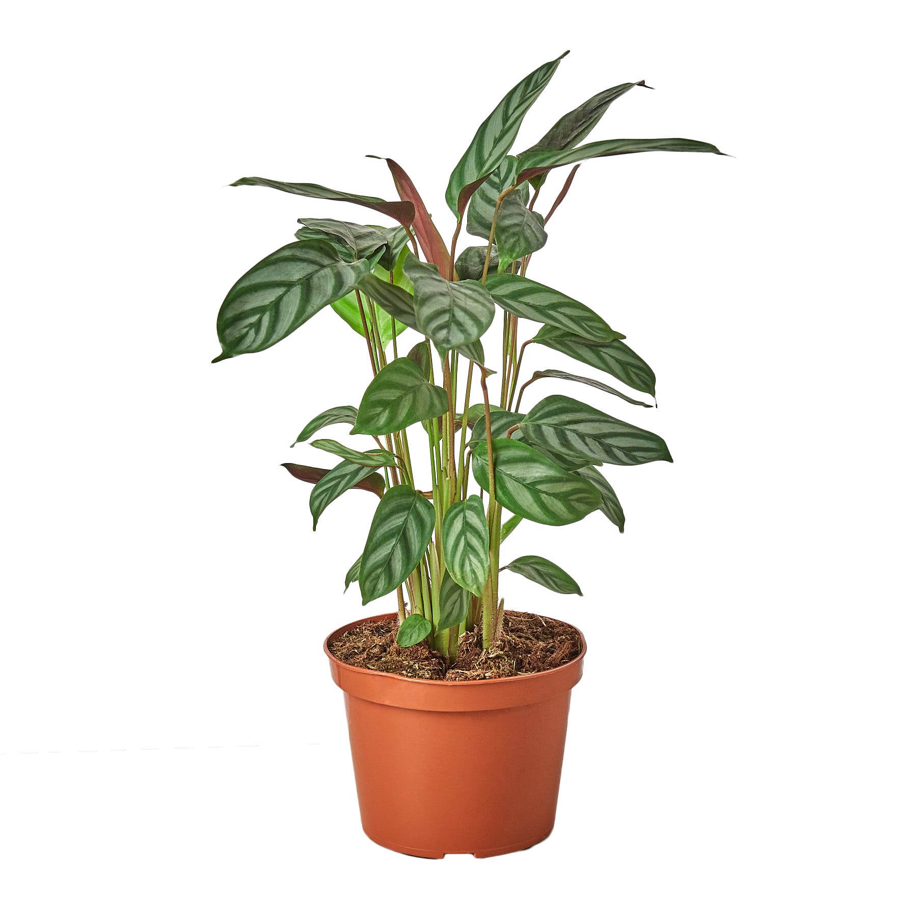 Calathea 'Grey Star' Questions & Answers