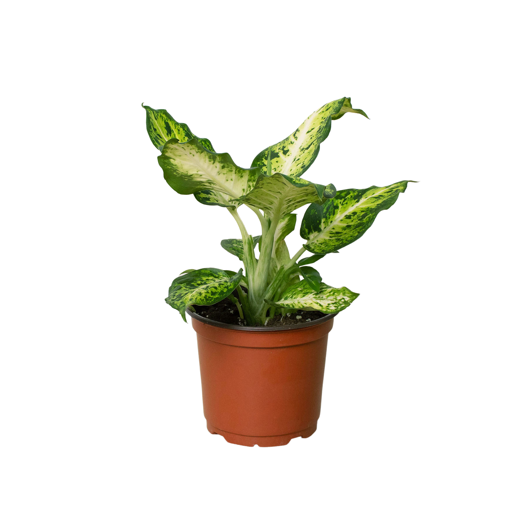 Dieffenbachia 'Amy' Questions & Answers