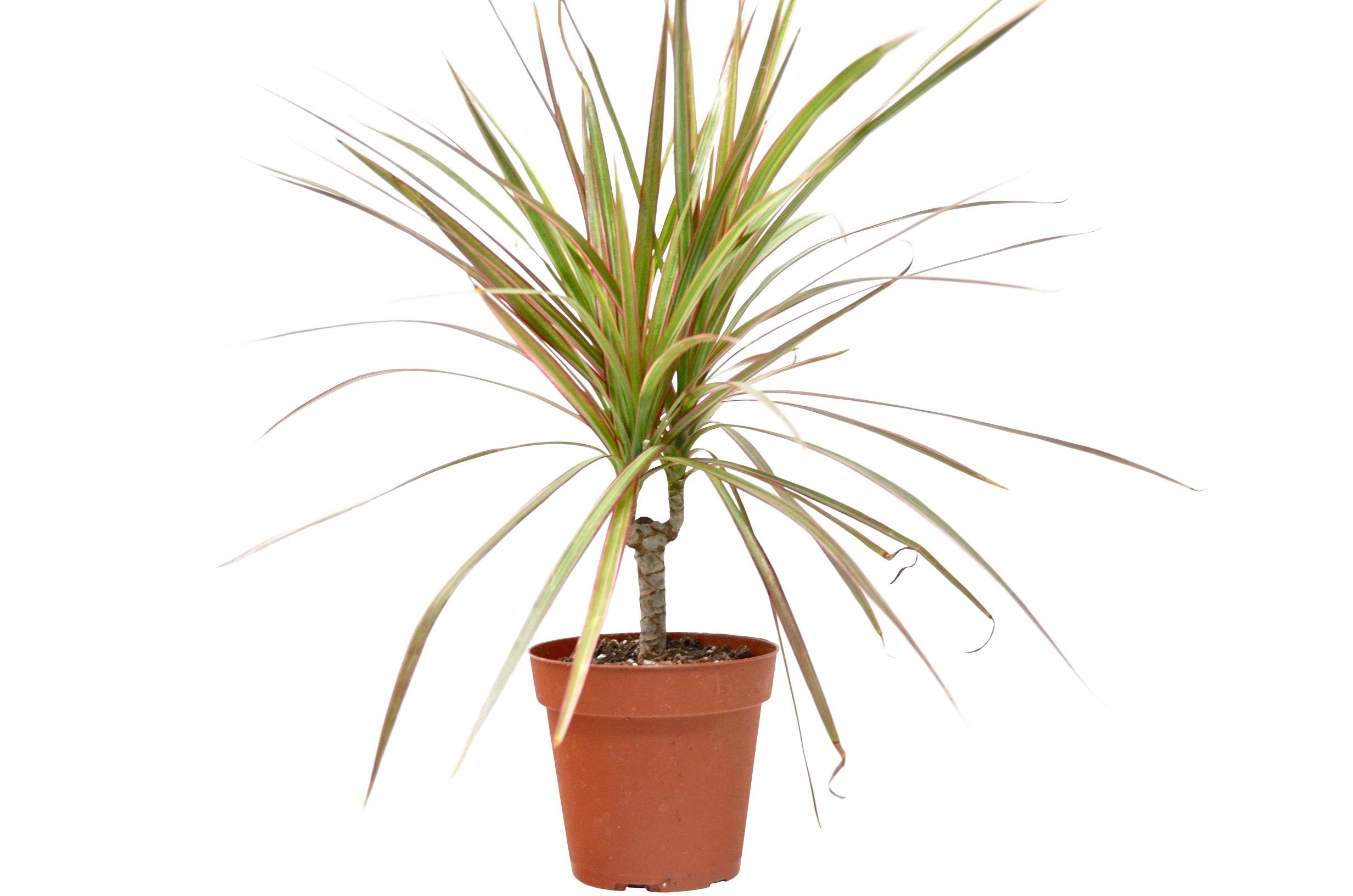 Dracaena 'Red Margined' - 4" Pot Questions & Answers