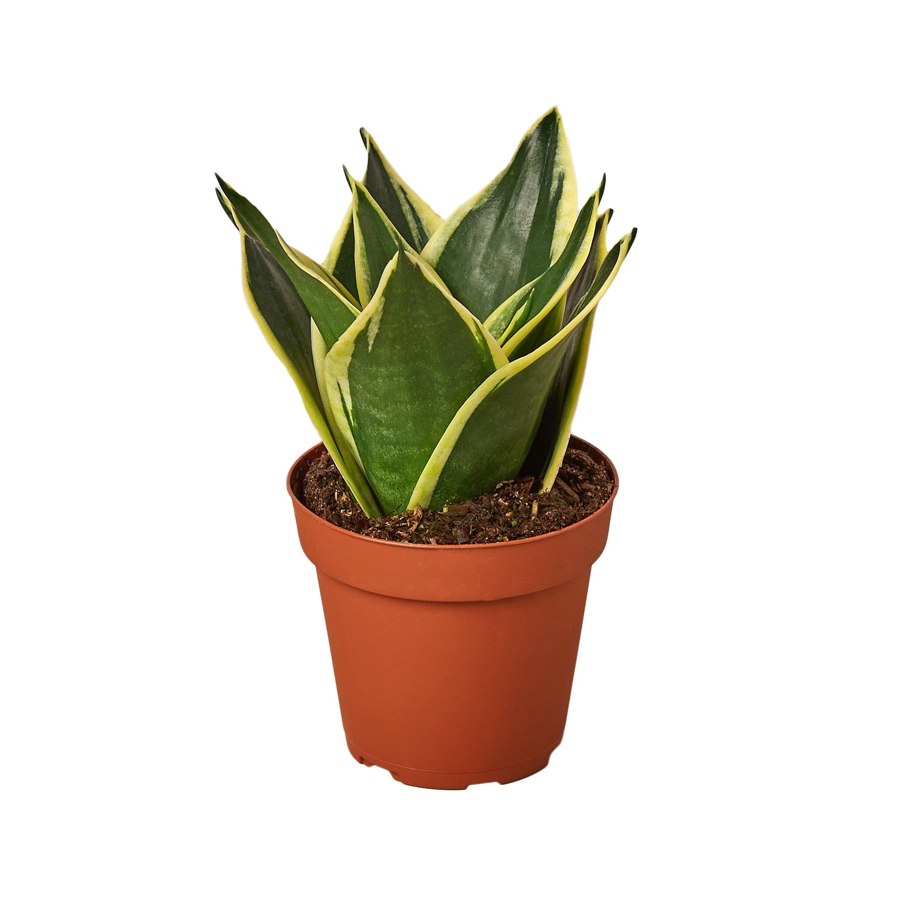 Snake Plant Black Gold - Nursery Pot 4-inch Questions & Answers