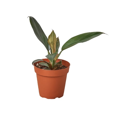 Philodendron 'Black Cardinal' - 4" Pot Questions & Answers