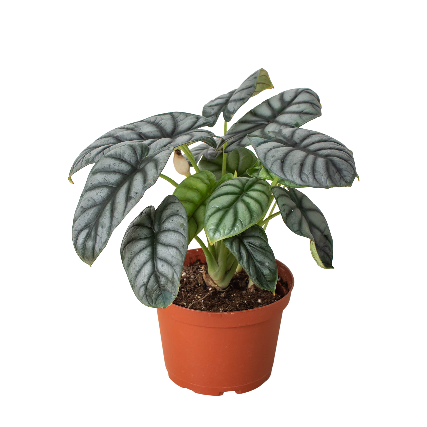 Alocasia Silver Dragon Questions & Answers