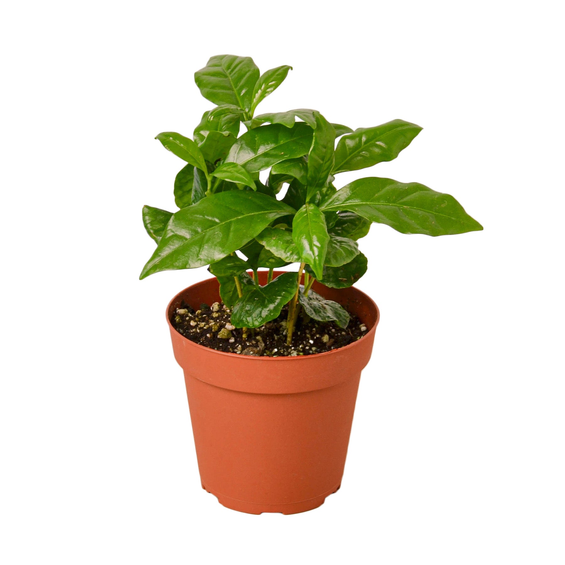 Coffea arabica Questions & Answers