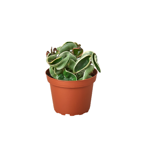 Best grow lights for succulents and houseplants?