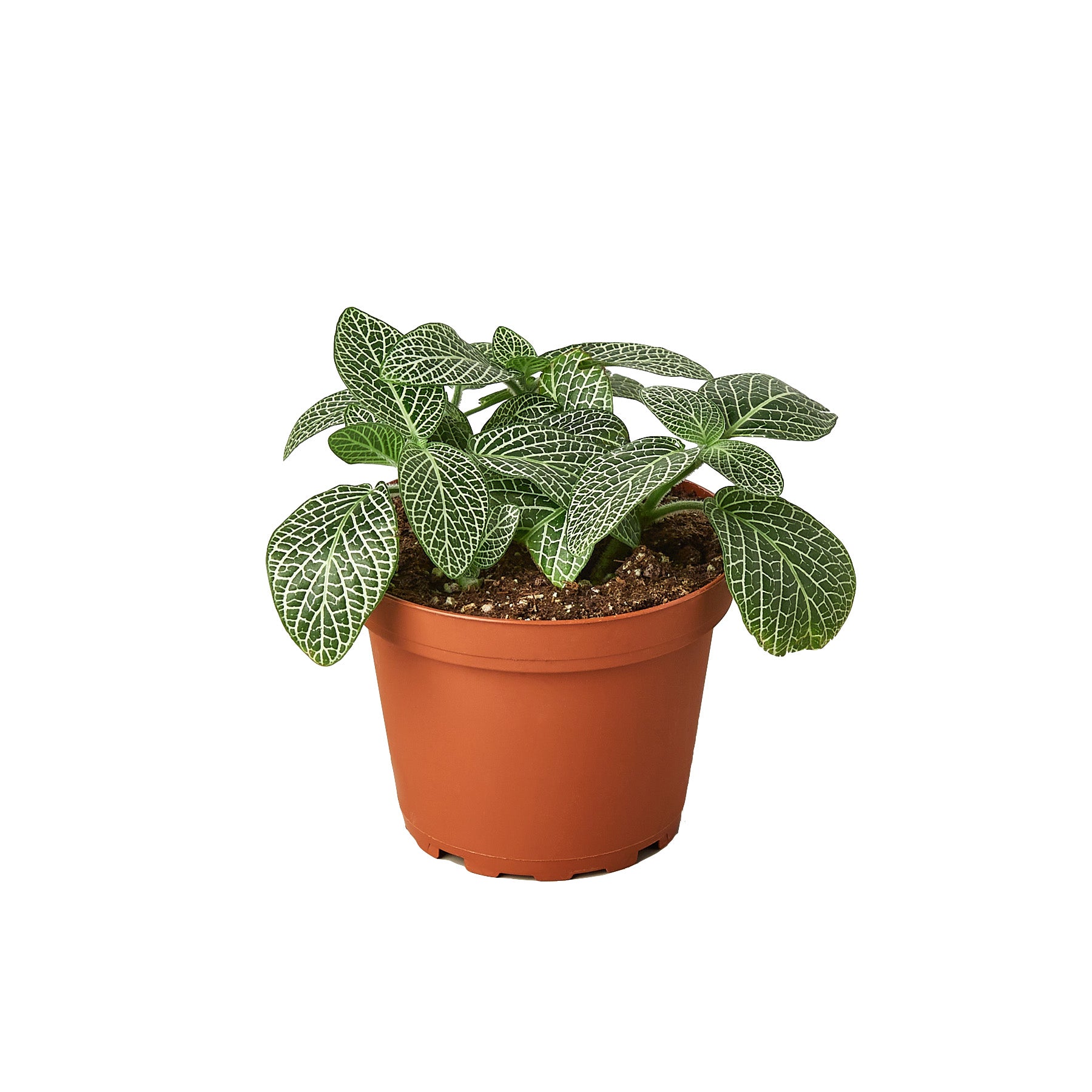 Fittonia 'White Nerve Plant' Questions & Answers