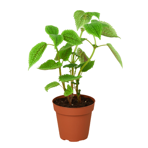 Pilea 'Moon Valley' - 4" Pot Questions & Answers